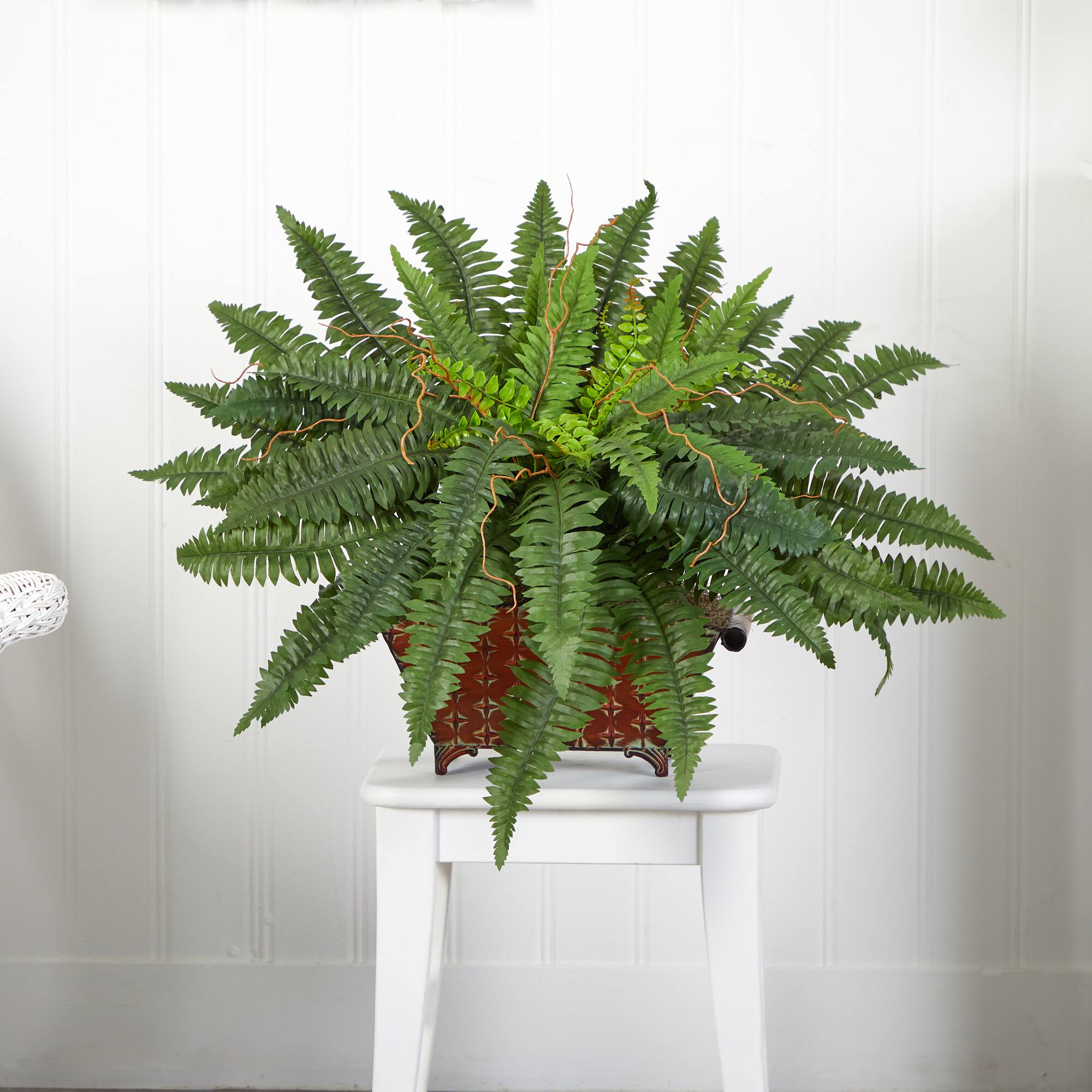 23" Boston Fern In Metallic Planter